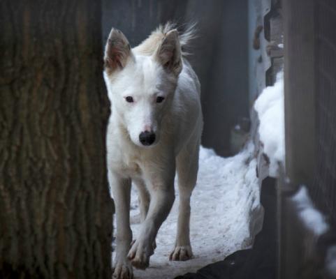 Отдам щенка в добрые руки Метис, Очаровательная собачка Сима в добрые руки. - Россия, Москва