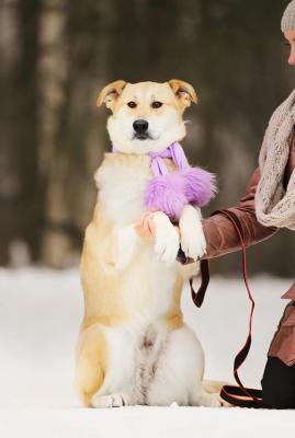 Отдам щенка в добрые руки Лабрадор - Россия, Москва