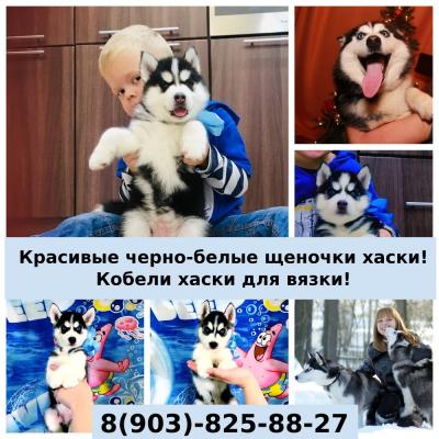 Продам щенка Хаски - Россия, Мурманск