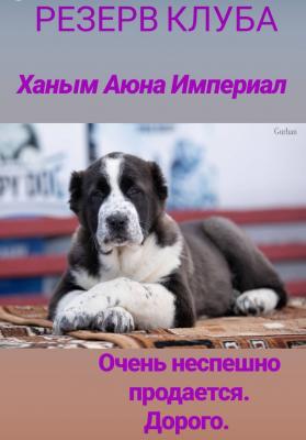 Продам щенка Среднеазиатская овчарка - Россия, Москва. Цена 50000 рублей. Щенки из питомника «Империал» - Россия, Москва