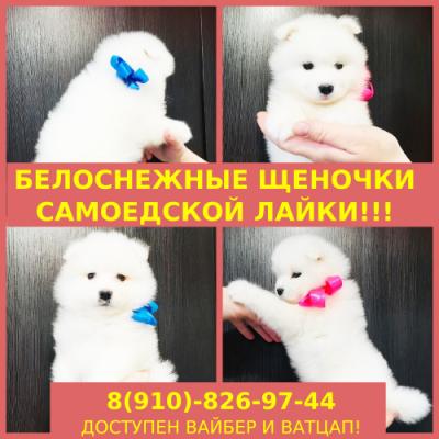 Продам щенка Самоед, самоедская лайка - Россия, Тверь