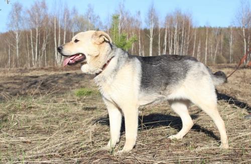 Отдам щенка в добрые руки Восточноевропейская овчарка - Россия, Москва