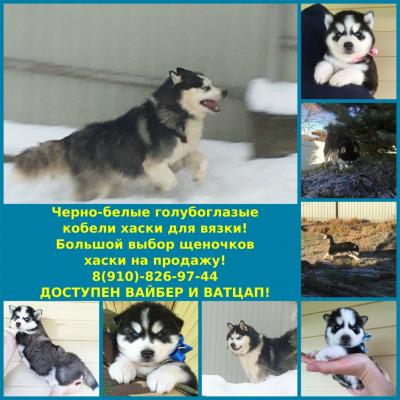Продам щенка Хаски - Россия, Ярославль