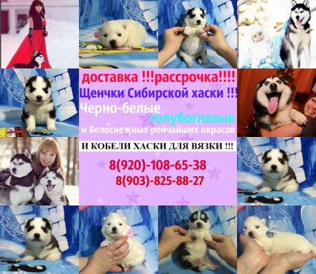 Продам щенка Хаски - Россия, Казань