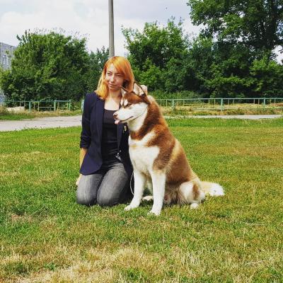 Ищу суку для вязки Хаски - Украина, Харьков. Цена 250 долларов