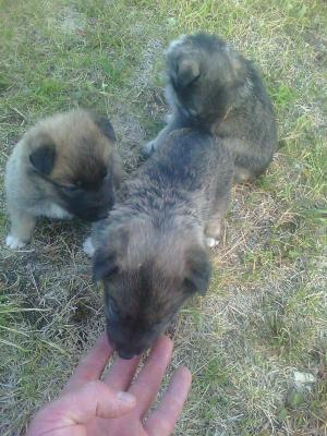 Отдам щенка в добрые руки Беспородная - Россия, Южноуральск