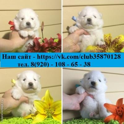 Продам щенка Самоед, самоедская лайка - Россия, Калуга