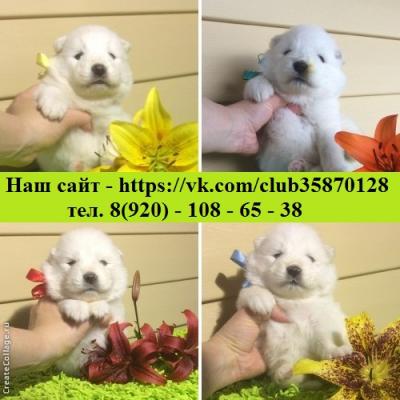Продам щенка Самоед, самоедская лайка - Россия, Ярославль