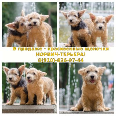 Продам щенка Норвич терьер - Россия, Калуга. Цена 50000 рублей