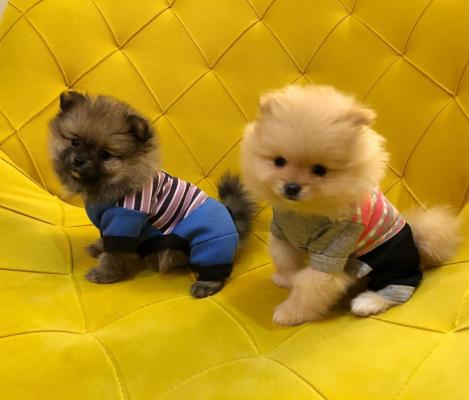 Продам щенка Беспородная, pomeranian - Россия, Глазов, eyes. Цена 20000 рублей