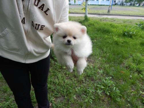 Продам щенка Беспородная, pomeranian - Россия, Санкт-Петербург, st. Цена 20000 рублей
