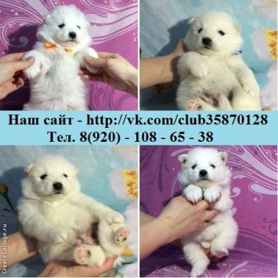 Продам щенка Самоед, самоедская лайка - Россия, Архангельск