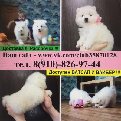 Продам щенка Самоед, самоедская лайка - Россия, Красные Ткачи