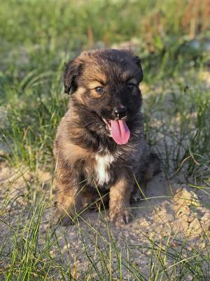 Отдам щенка в добрые руки Метис - Россия, Москва