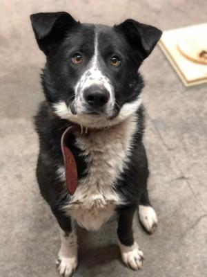 Отдам щенка в добрые руки Западносибирская лайка - Россия, Москва