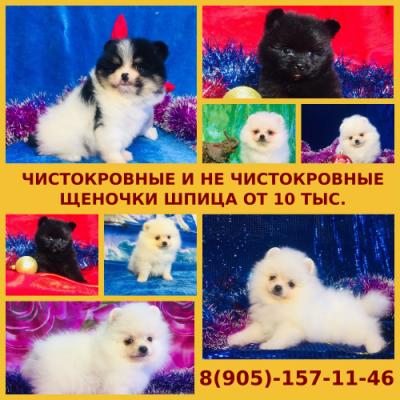 Продам щенка Шпиц - Россия, Москва. Цена 10000 рублей