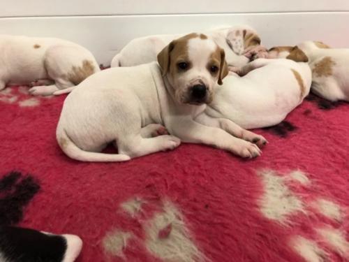 Продам щенка , springer puppies - Россия, Ростов-на-Дону. Цена 26000 рублей