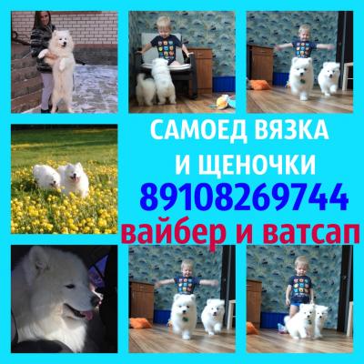 Продам щенка Самоед, самоедская лайка - Россия, Иваново