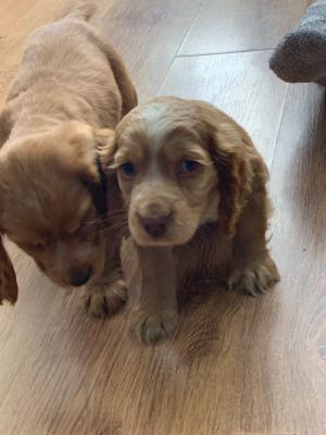 Продам щенка ,  cocker spaniels - Россия, Санкт-Петербург. Цена 360 евро
