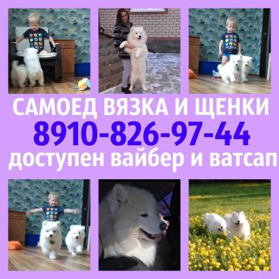 Продам щенка Самоед, самоедская лайка - Россия, Вологда