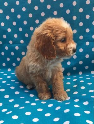 Продам щенка , cockapoo - Россия, Астрахань. Цена 410 евро