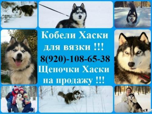 Продам щенка Хаски - Россия, Кострома