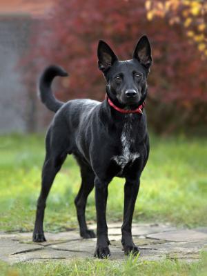 Отдам щенка в добрые руки Беспородная - Россия, Москва