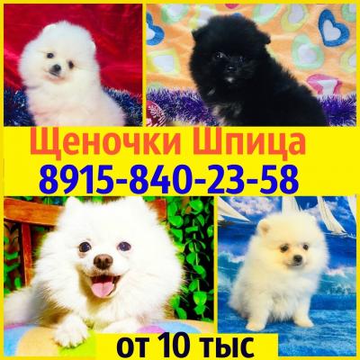 Продам щенка Шпиц - Россия, Москва. Цена 10000 рублей
