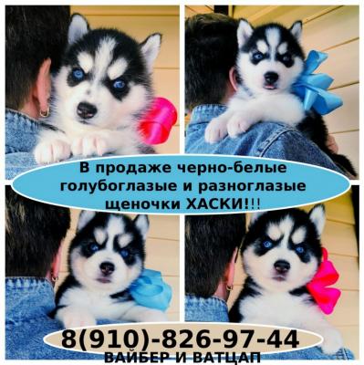 Продам щенка Хаски - Россия, Москва