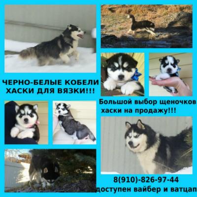 Продам щенка Хаски - Россия, Москва