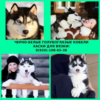 Продам щенка Хаски - Россия, Москва
