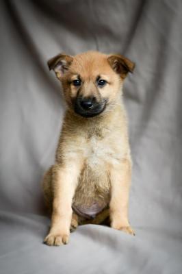 Отдам щенка в добрые руки Метис, Очаровательные малыши ищут дом. - Россия, Санкт-Петербург