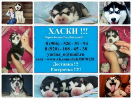 Продам щенка Хаски - Россия, Москва