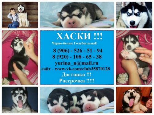 Продам щенка Хаски - Россия, Нижний Новгород