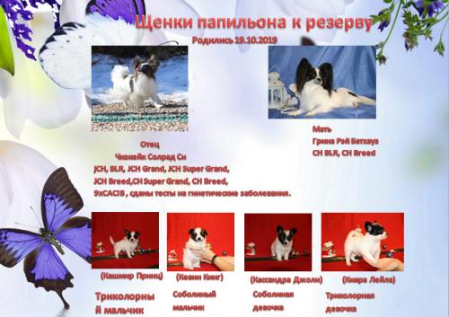 Продам щенка Папильон и фален - Беларусь, Минск