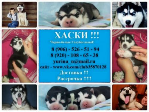 Продам щенка Хаски - Россия, Санкт-Петербург