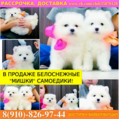 Продам щенка Самоед, самоедская лайка - Россия, Наро-Фоминск
