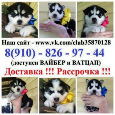 Продам щенка Хаски - Россия, Москва