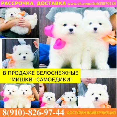 Продам щенка Самоед, самоедская лайка - Россия, Рязань