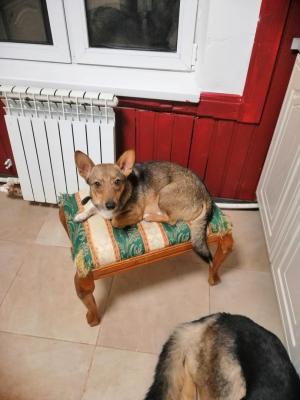 Отдам щенка в добрые руки Той-терьер - Россия, Москва