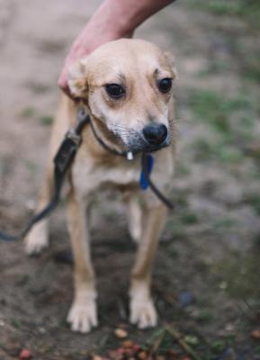 Отдам щенка в добрые руки Той-терьер - Россия, Москва