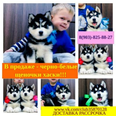 Продам щенка Хаски - Россия, Химки