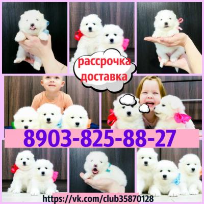 Продам щенка Самоед, самоедская лайка - Россия, Липецк