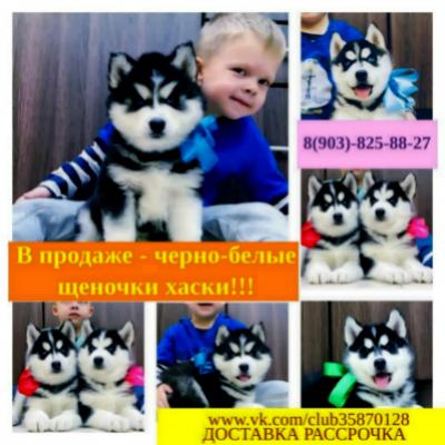 Продам щенка Хаски - Россия, Тула