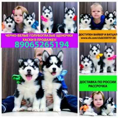 Продам щенка Хаски - Россия, Кострома