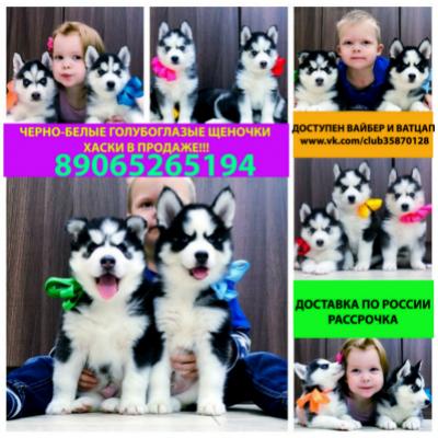 Продам щенка Хаски - Россия, Липецк