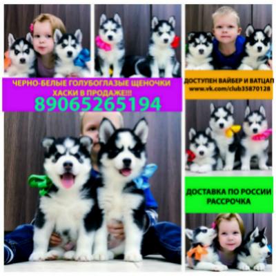 Продам щенка Хаски - Россия, Архангельск