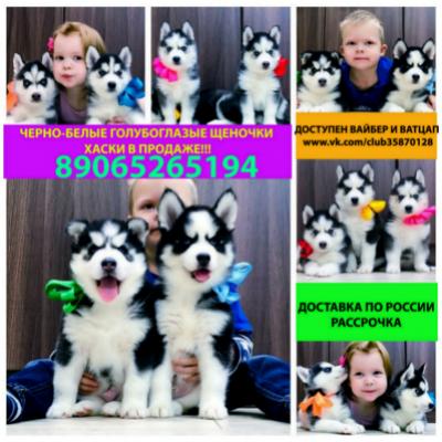 Продам щенка Хаски - Россия, Москва