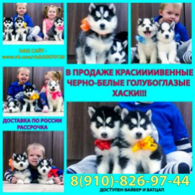 Продам щенка Хаски - Россия, Нижний Новгород