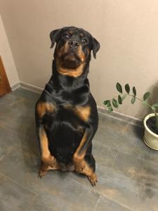 Отдам щенка в добрые руки Ротвейлер - Беларусь, Дзержинск